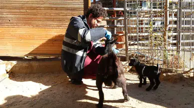 Antalya'da Lemurlar Sıcakta, Bukalemunlar Işıkta